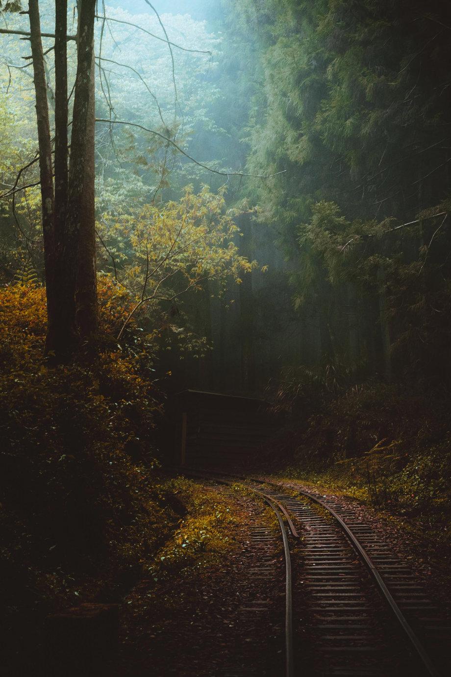 幽深的森林美到随便一张都可以做壁纸