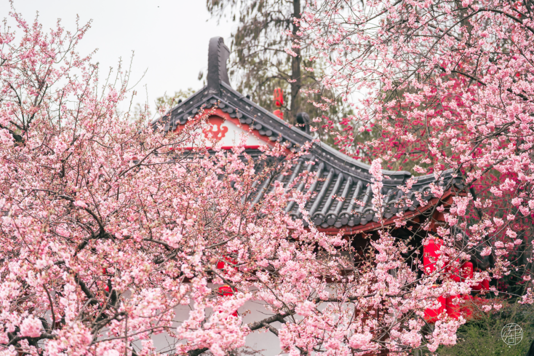 3月武汉的樱花开了，你看了吗？除了东湖樱园和武汉大学，还有哪些宝藏赏樱地推荐？