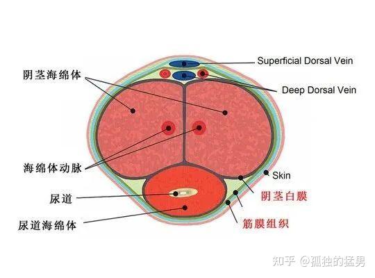 海绵体是啥图片