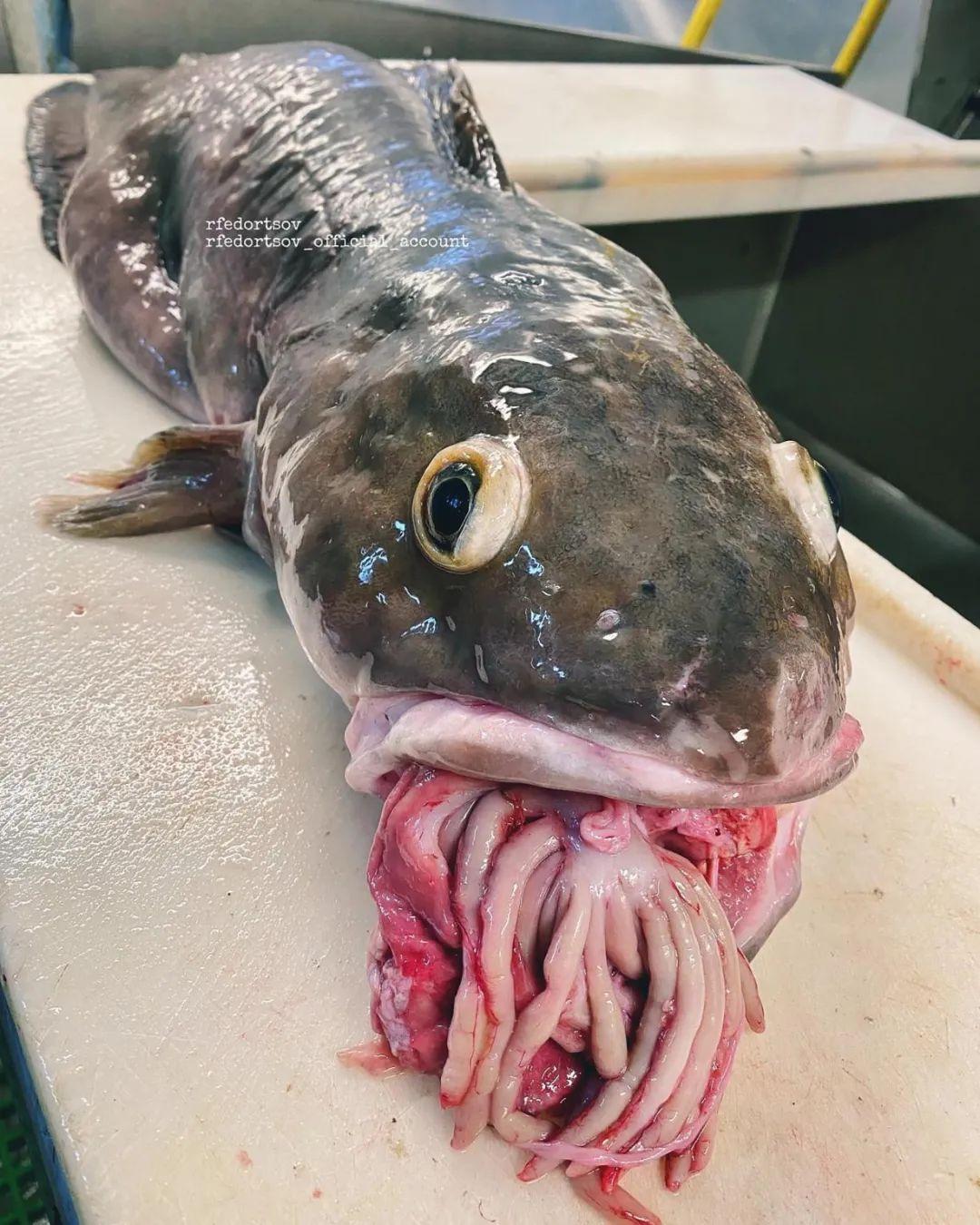 还有这么多舌头的鱼,讲真,长这么大真没见过这么大舌头的鱼,123如果