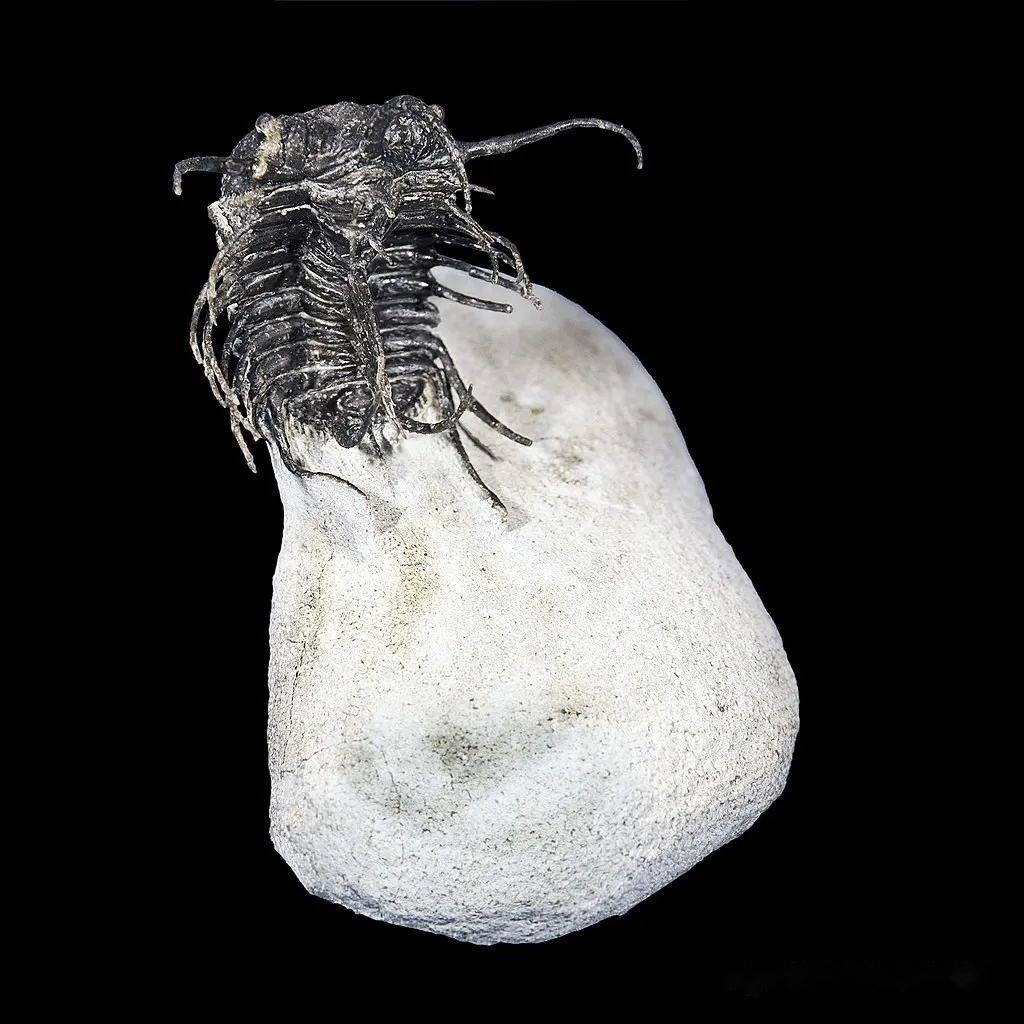 节肢动物门—三叶形亚门