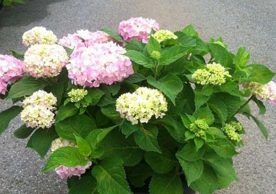 阳台养花 肥料这样用 盆土不板结 花花不黄叶还蹭蹭长 知乎 阳台养花 肥料这样用 盆土不板结 花花不黄叶还蹭蹭长 知乎