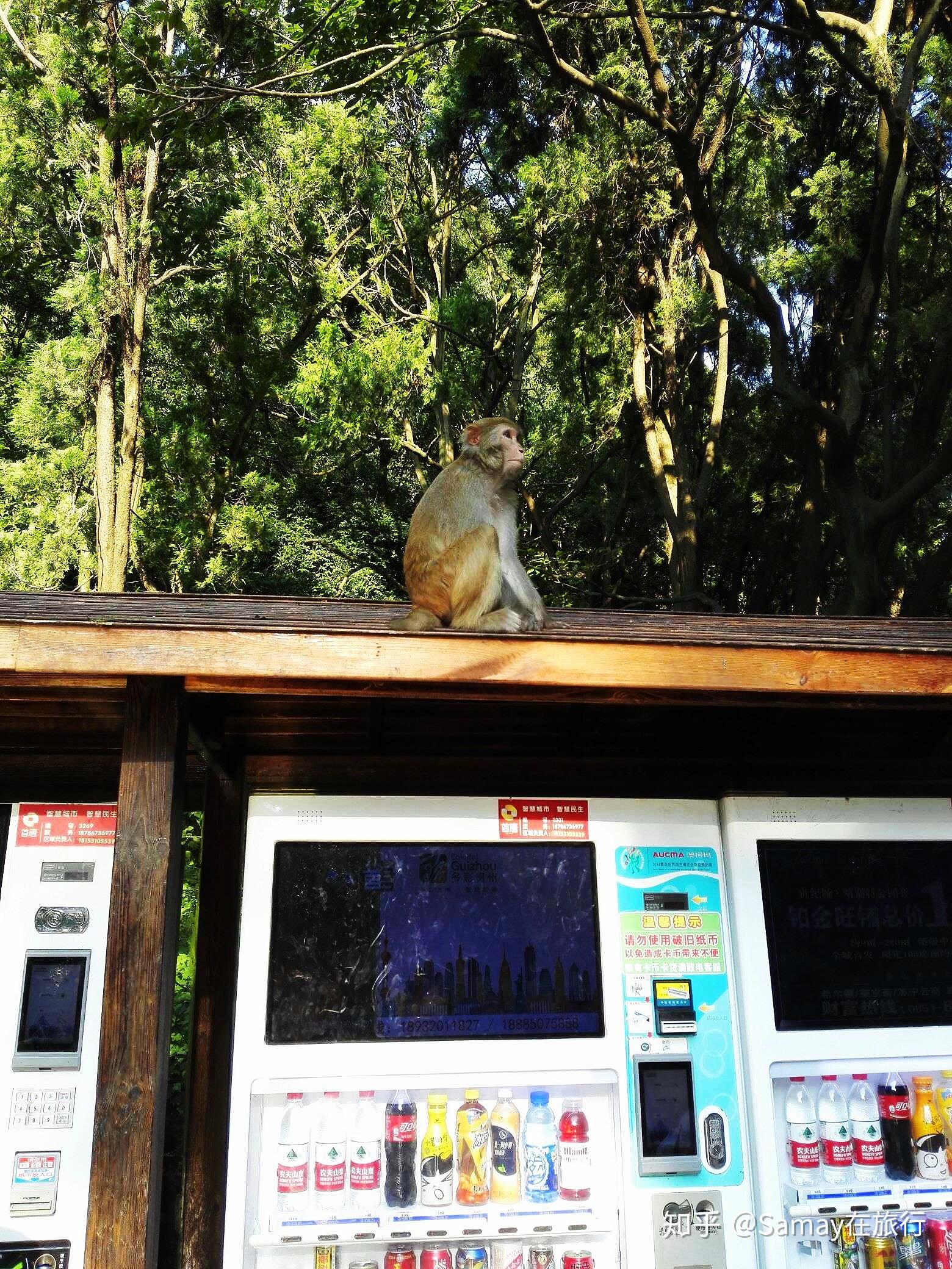 贵阳宝藏景点推荐 佛系自由行爱好者 黔灵山公园 有人会好奇,当美猴王