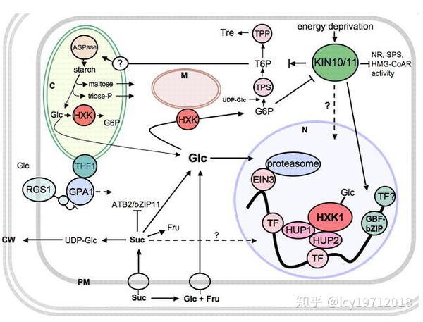 糖酵解过程及中的重要酶类及其调控（二） - 知乎