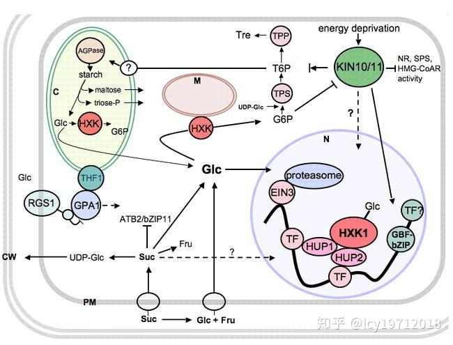 糖酵解关键酶图片