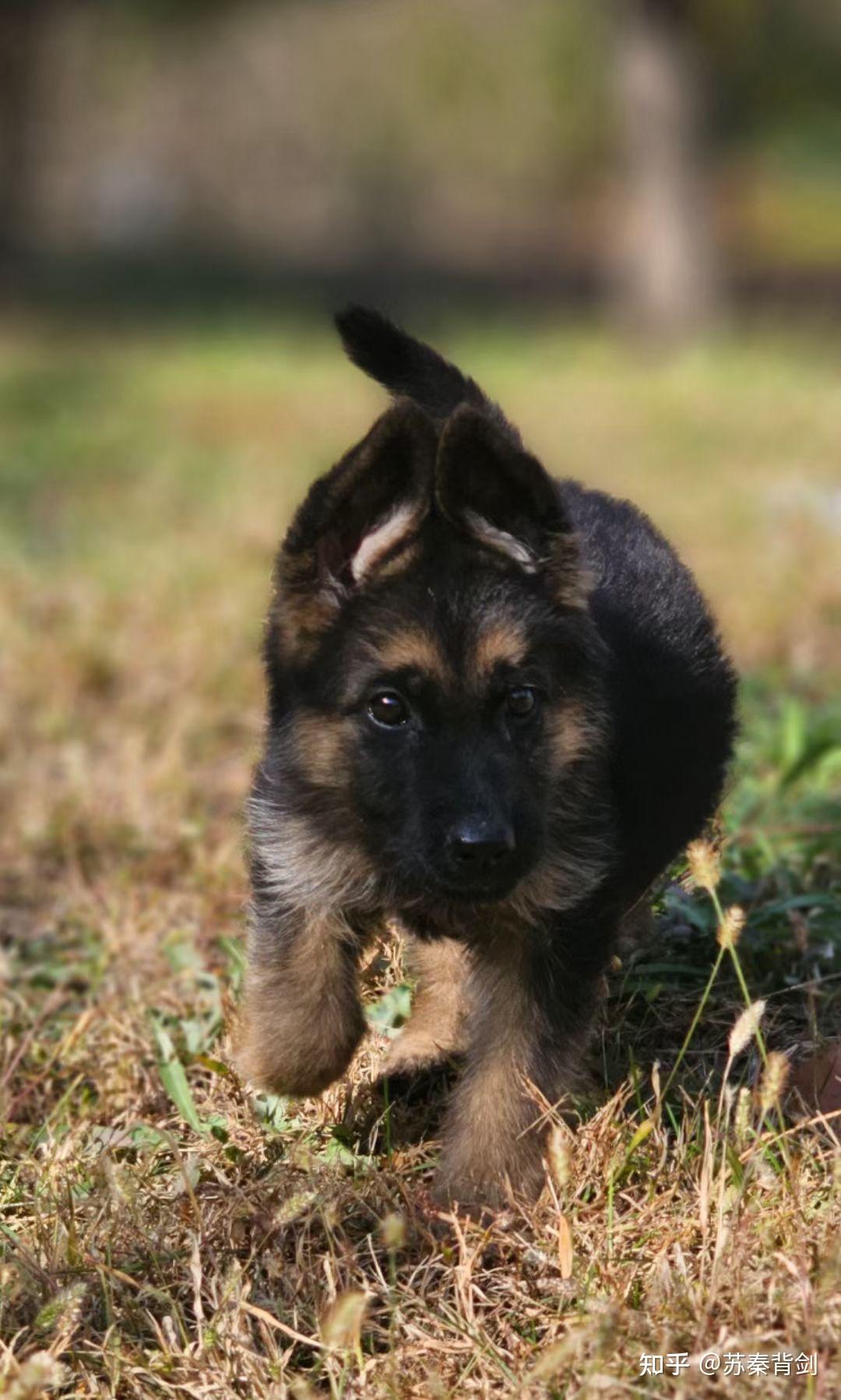 西德牧羊犬幼犬图片