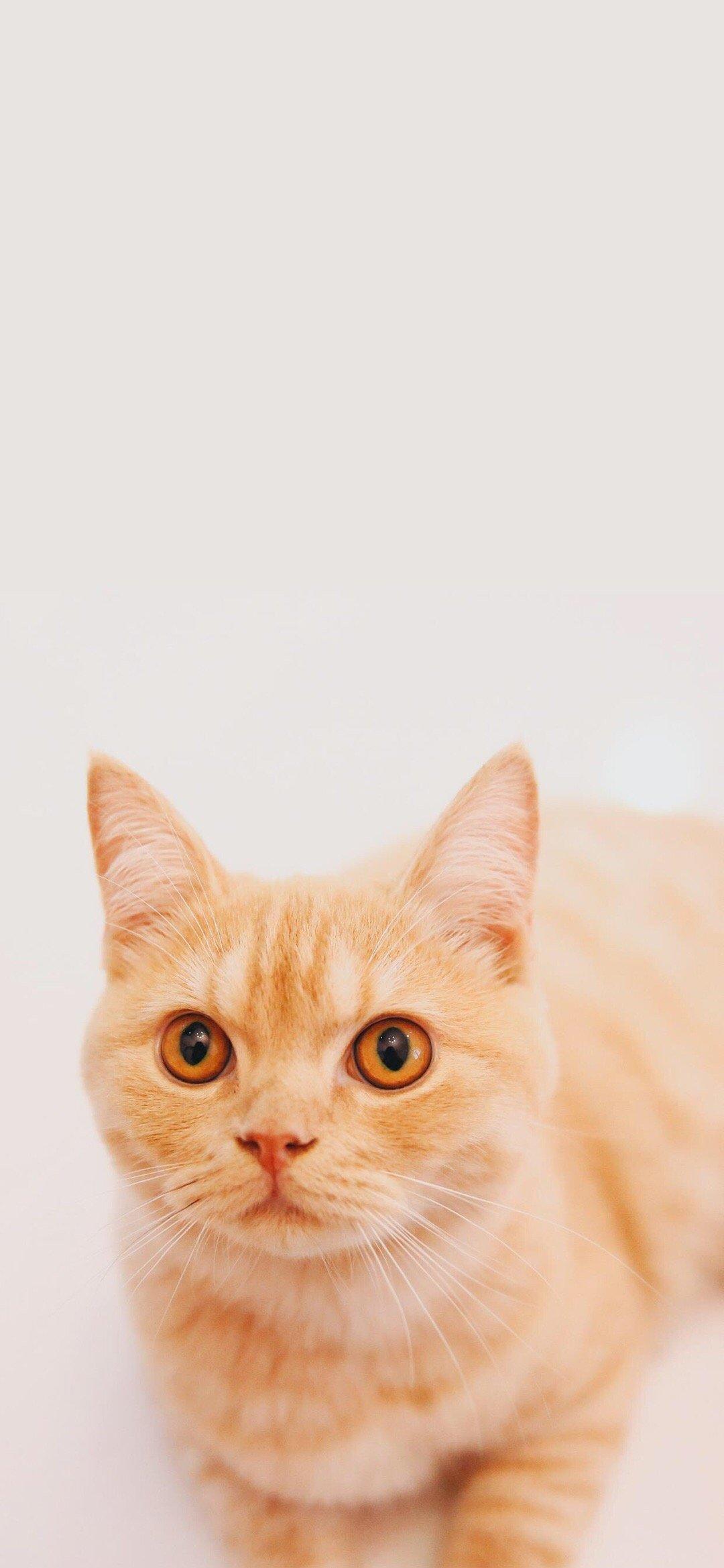 有没有带萌猫的高清壁纸