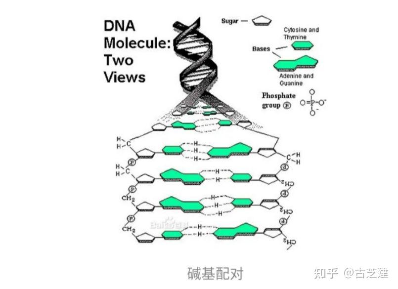 灵魂的呼吸(光的引导)——DNA的神秘使命 - 知乎
