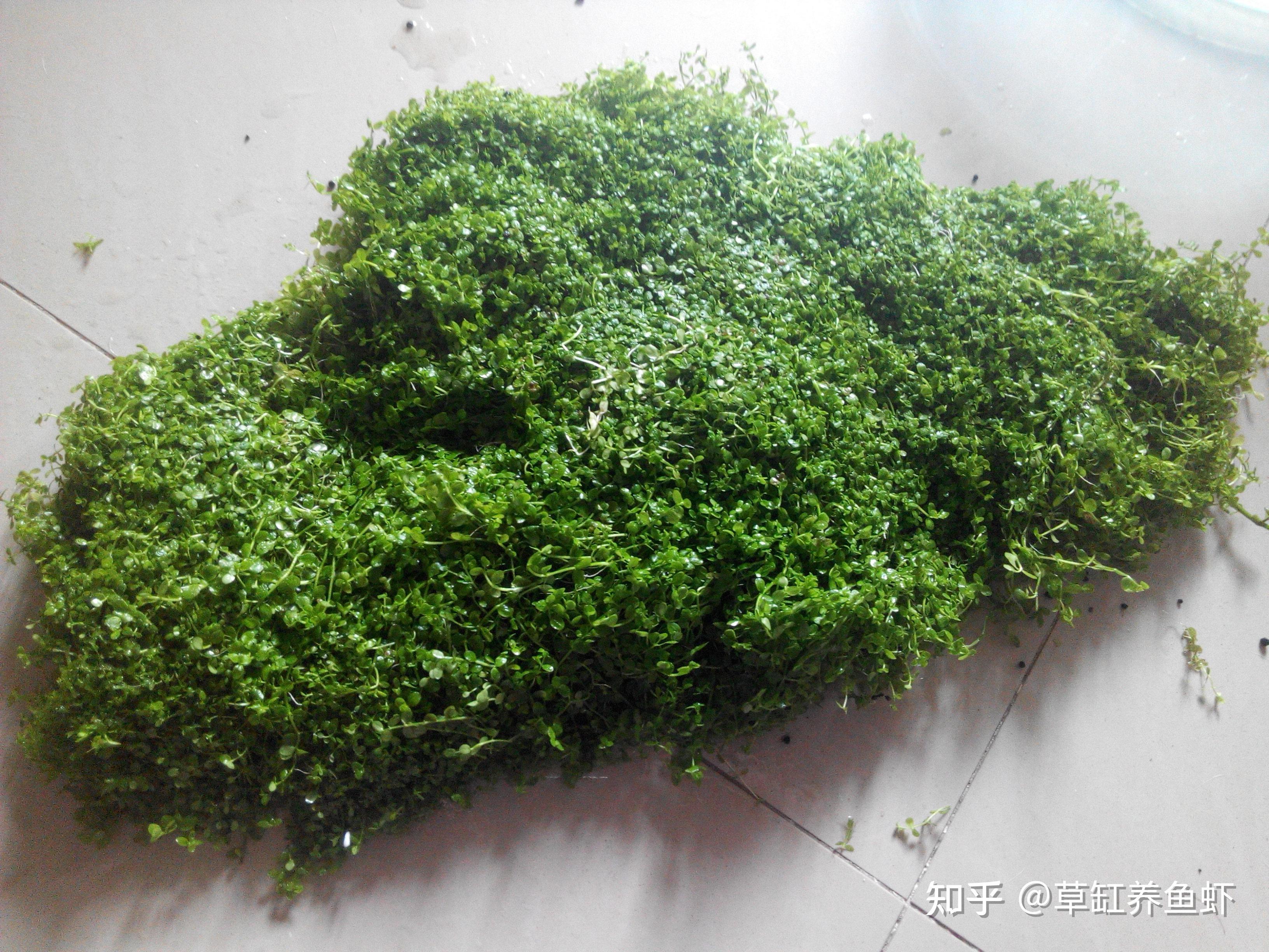 爬地矮珍珠的选种