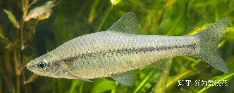 十大常见原生鱼 原生观赏鱼都有哪些 十大原生观赏鱼盘点