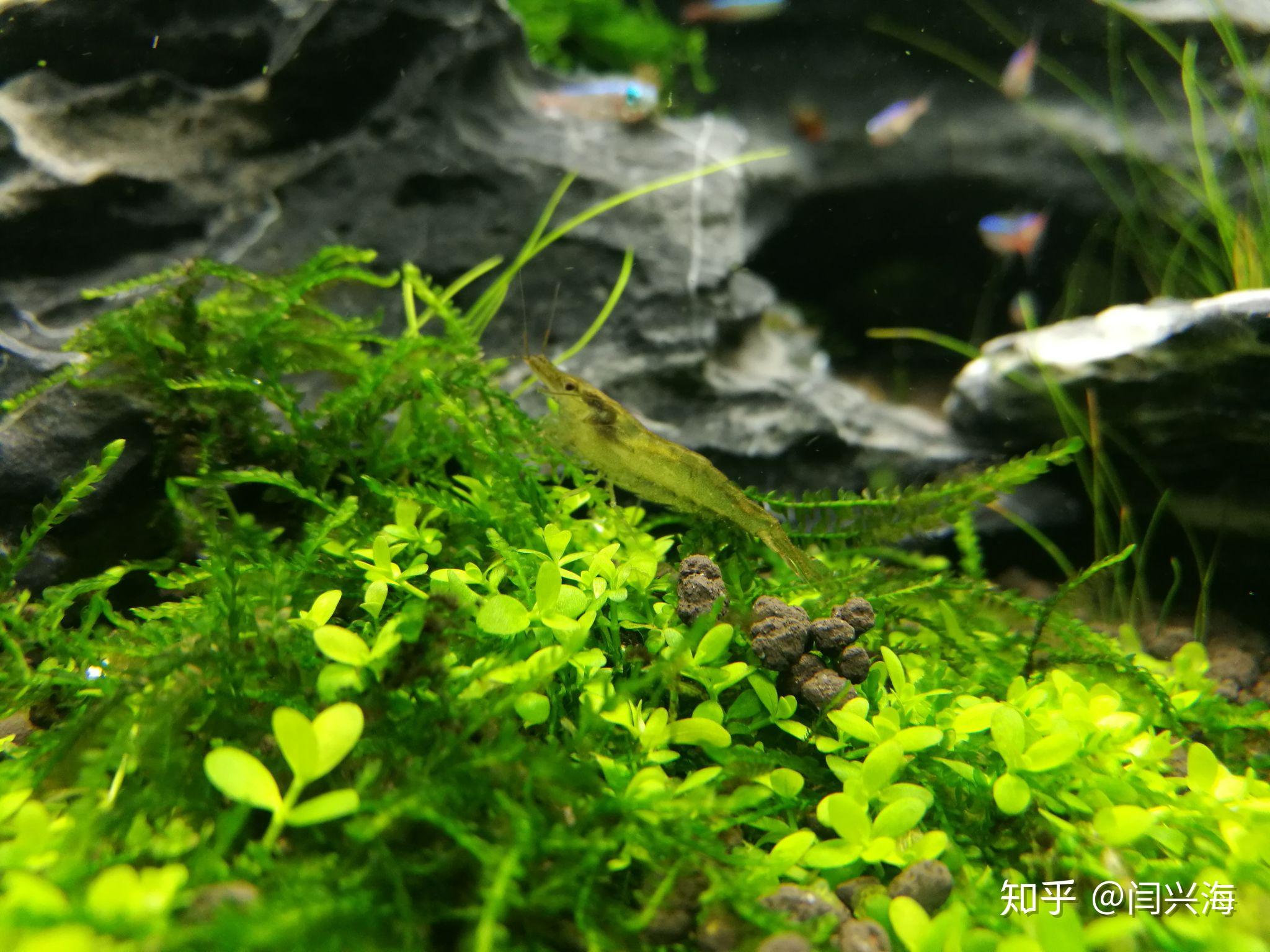 鱼缸里的绿藻长了很多，什么原因？ - 知乎