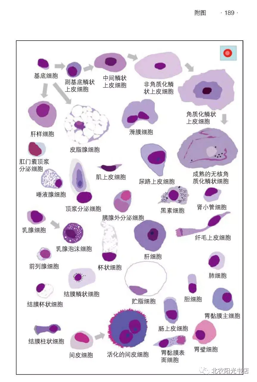 犬猫细胞学的正常细胞形态鉴定指南 - 知乎