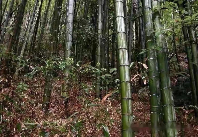 楠竹的经济价值 - 知乎