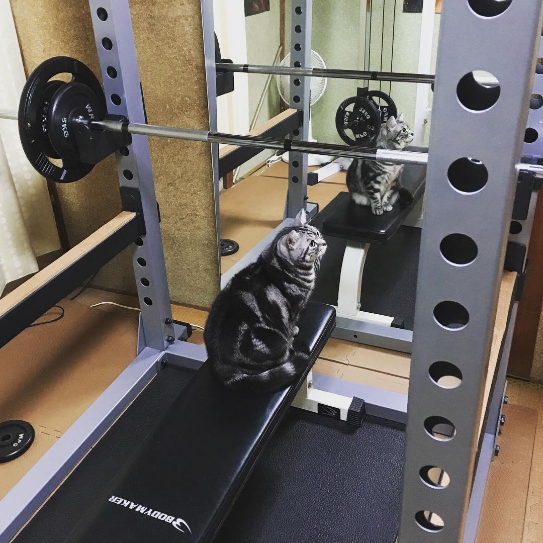 为了减肥,只能在健身房举铁啦!