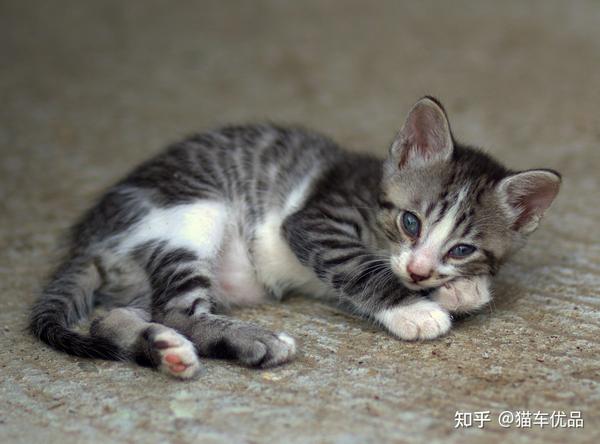 猫可以吃人吃的东西吗