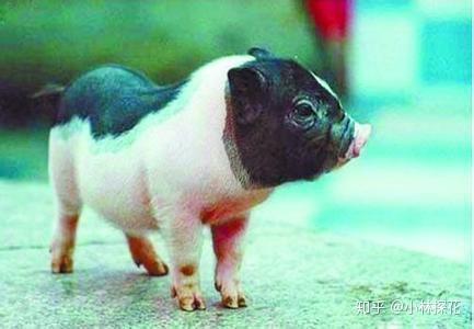 但唐猪味道一流,用食家的话说就是有"猪肉本身的香味",就算是肥肉,都