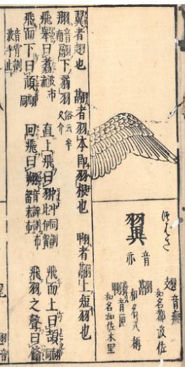 中华神禽志总述 十六 那些肯德基吃不到的脚脚爪爪 鸟的翼和足 知乎