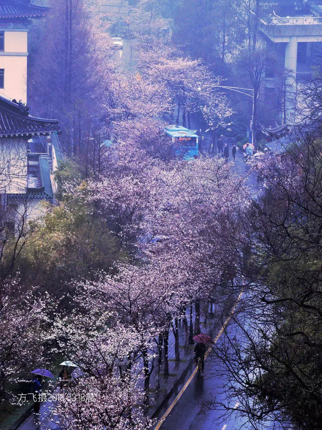 鸡鸣寺路樱花图片