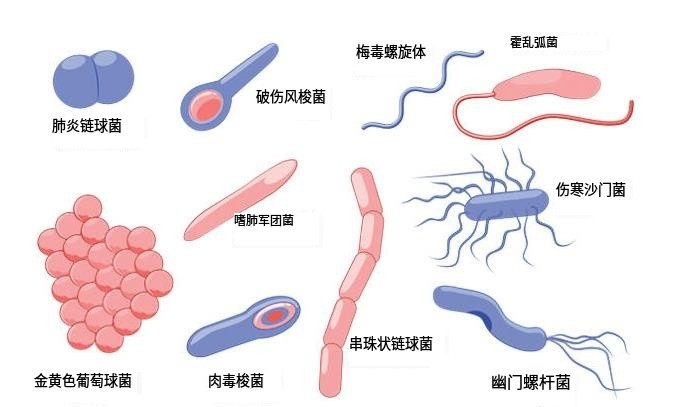 细菌的分类、结构及发展简史 - 知乎