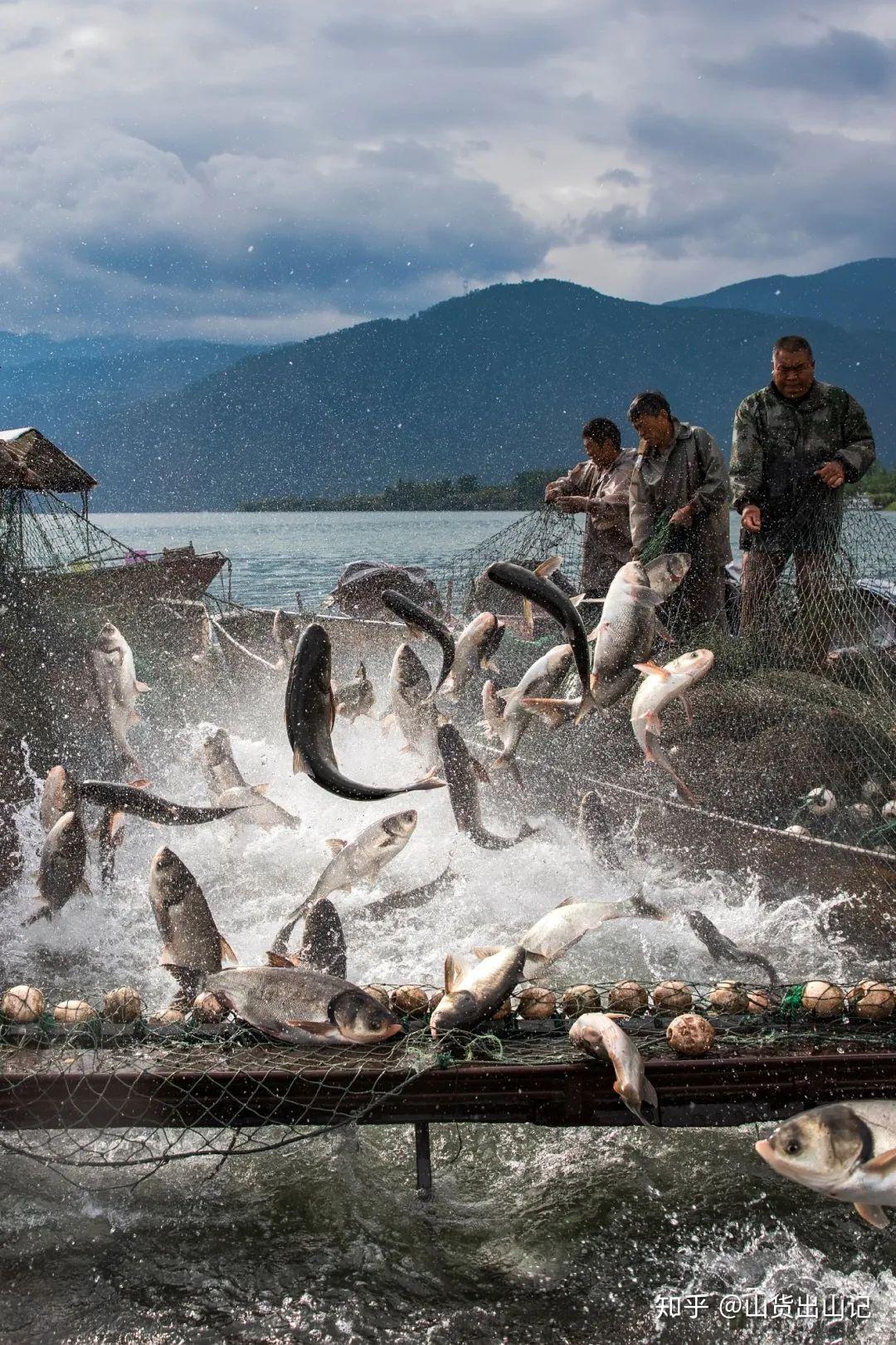 蝉联五届的西昌捕鱼王带你邛海收网捕鱼