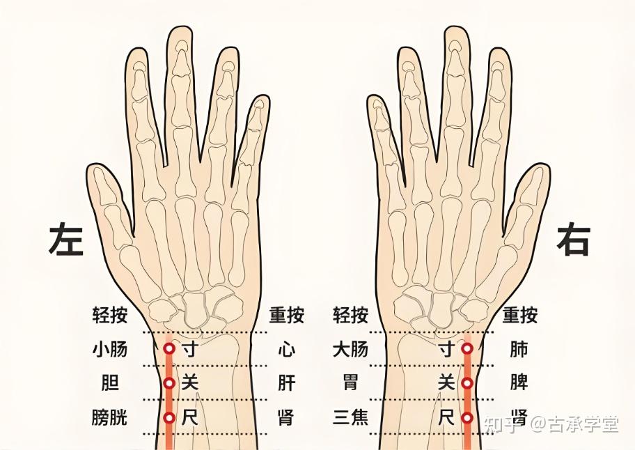脉诊一站学懂!全知识谱系思维导图与二十八脉象图解歌诀大全 - 知乎