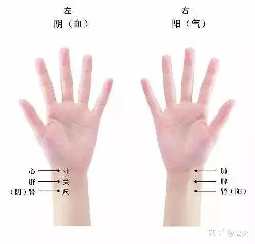 S中医|脉诊口诀半天学会 - 知乎