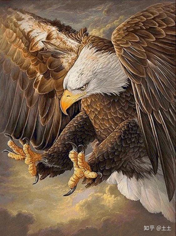 克服逆境的天空王者鹰图集