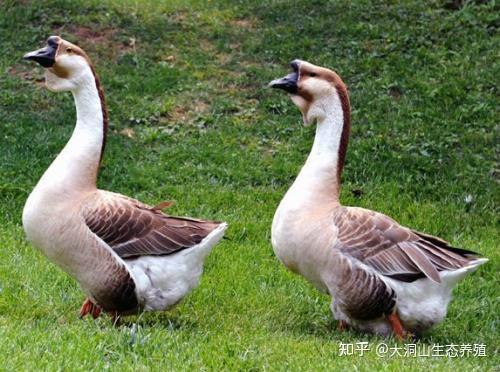 母鹅头上长包 120日的狮头鹅头包如何长的大 - 知乎
