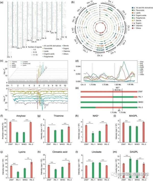 又一篇！Science Bulletin | 海南大学罗杰教授团队鉴定一个调控水稻多种营养代谢物积累以及食味品质的QTL位点 - 知乎