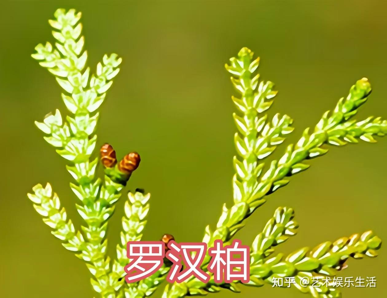 68种柏科植物,园林栽培的常用树种 - 知乎
