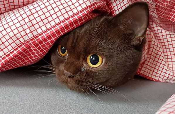 吸猫大会英国短毛猫yoda