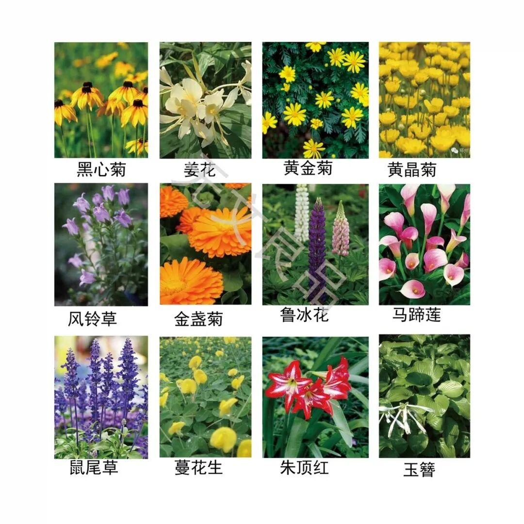 乔灌地被|100种南方常用树种精选 - 知乎
