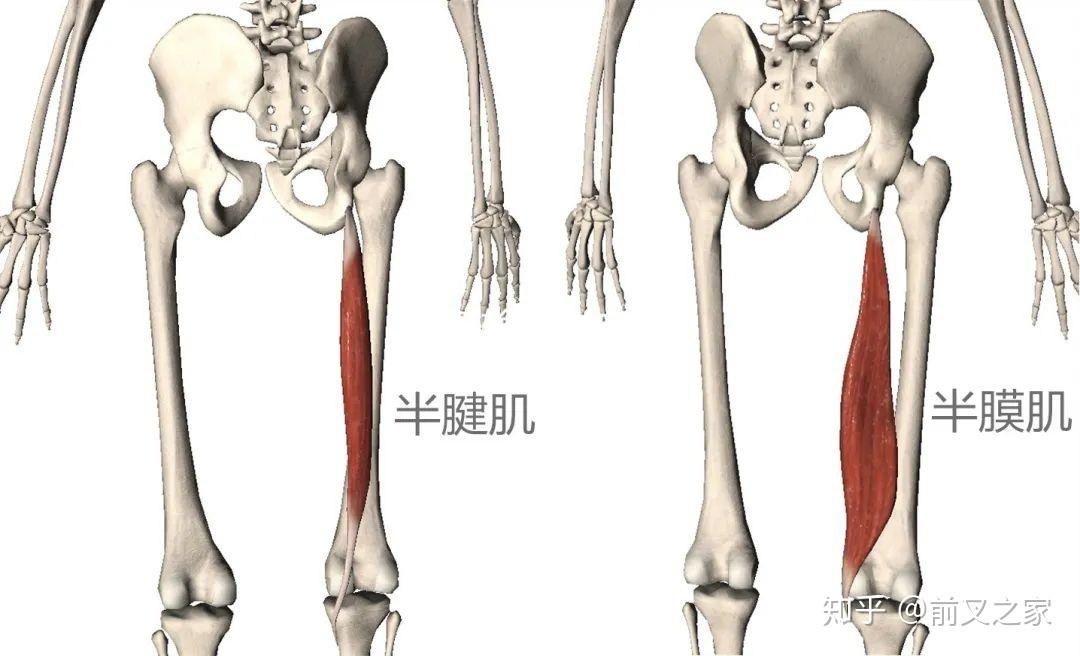 腘绳肌肌肉我们通常取腱是取自半腱肌的肌腱.