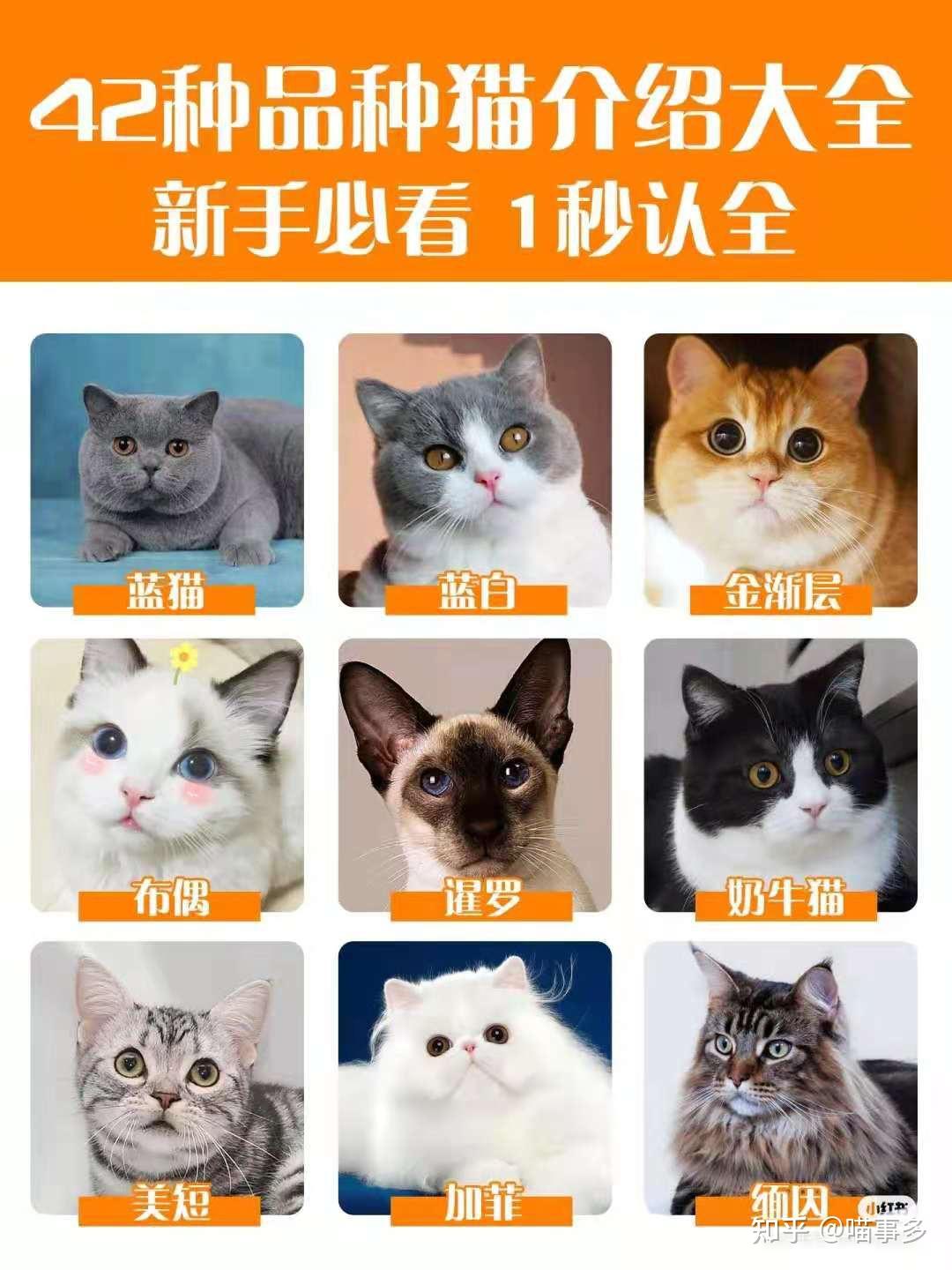 猫的品种有哪些分类，猫的品种图片名字大全及价格介绍 - 唐山味儿