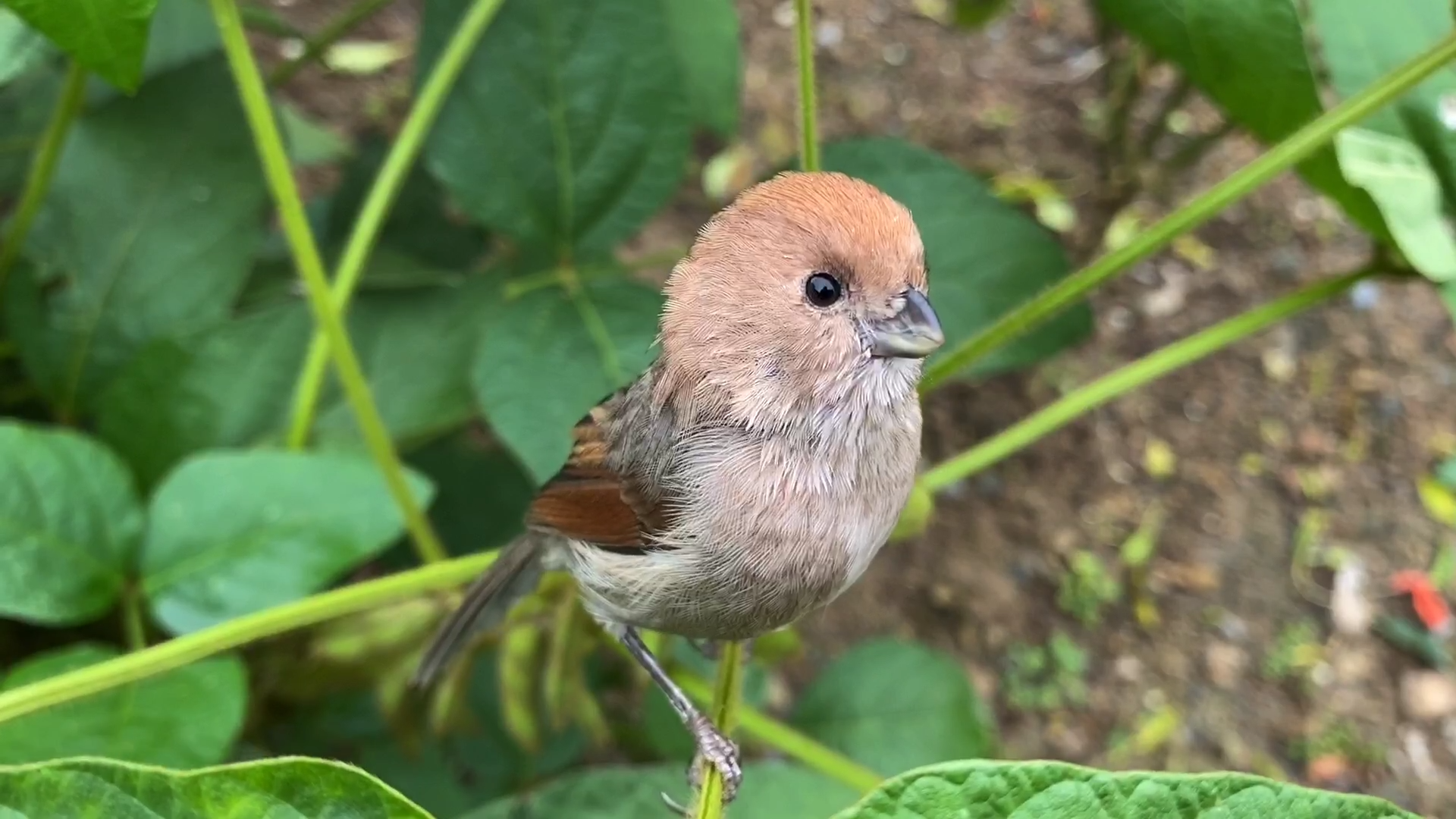 黄腾鸟菜地觅食主人把食物放在菜叶上