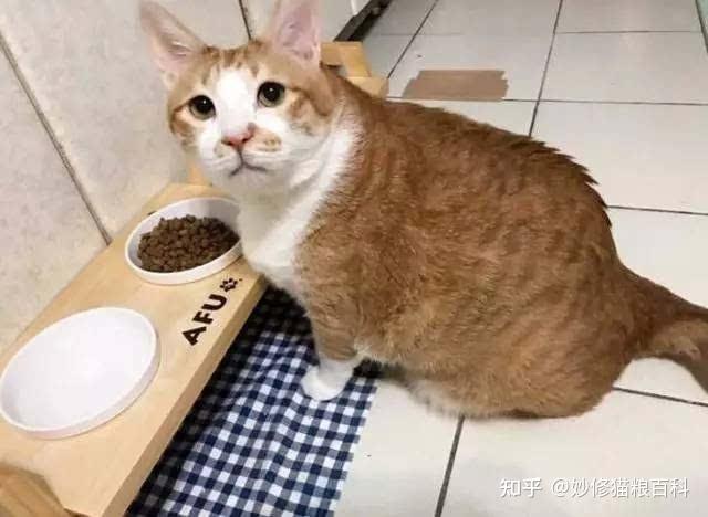 猫咪吃饭的小怪癖你家猫也是吗