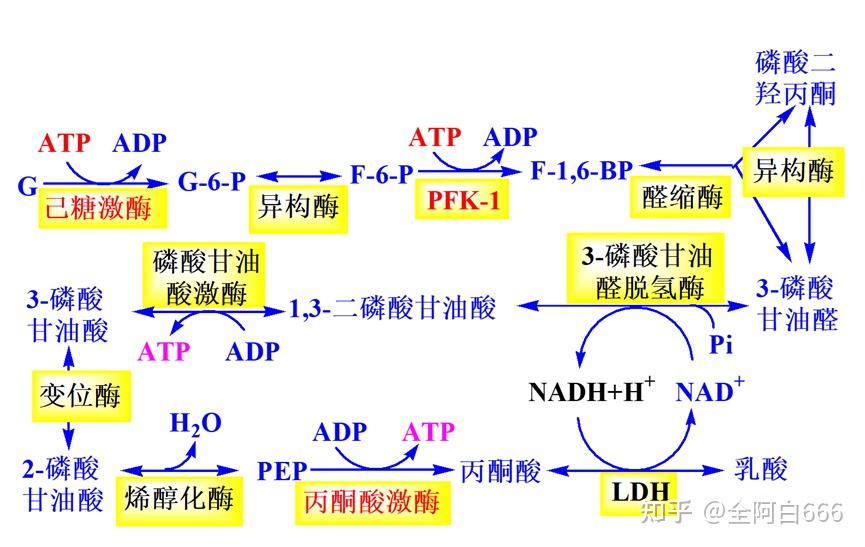 糖酵解 - 知乎