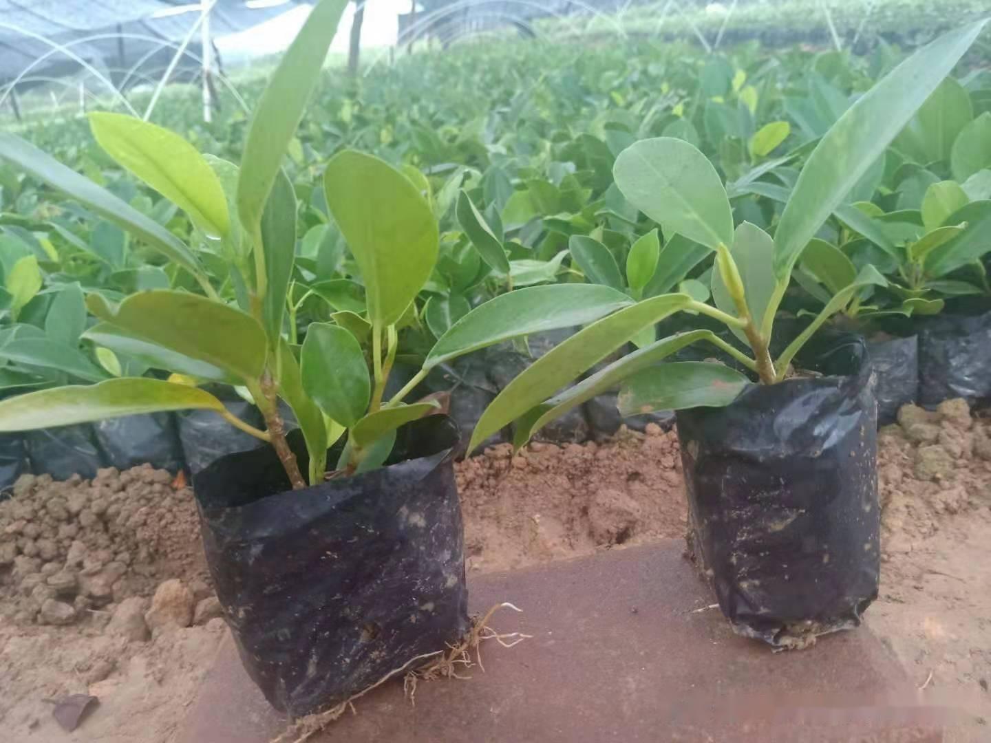 容器苗好成活，可如何做好容器苗的育苗？ - 知乎