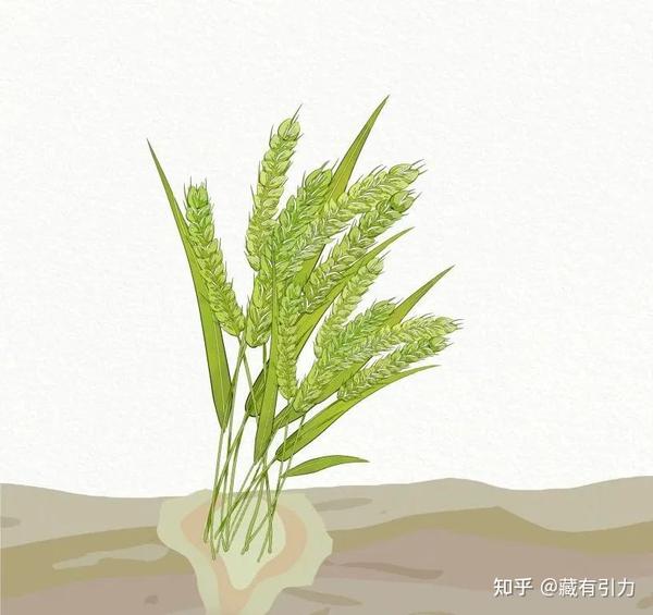 青稞：藏民眼中的“圣物” 营养学界的新秀 - 知乎