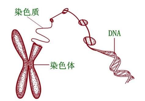 染色体结构模式图图片