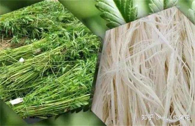 汉麻亚麻苎麻雨露麻之间的区别有哪些