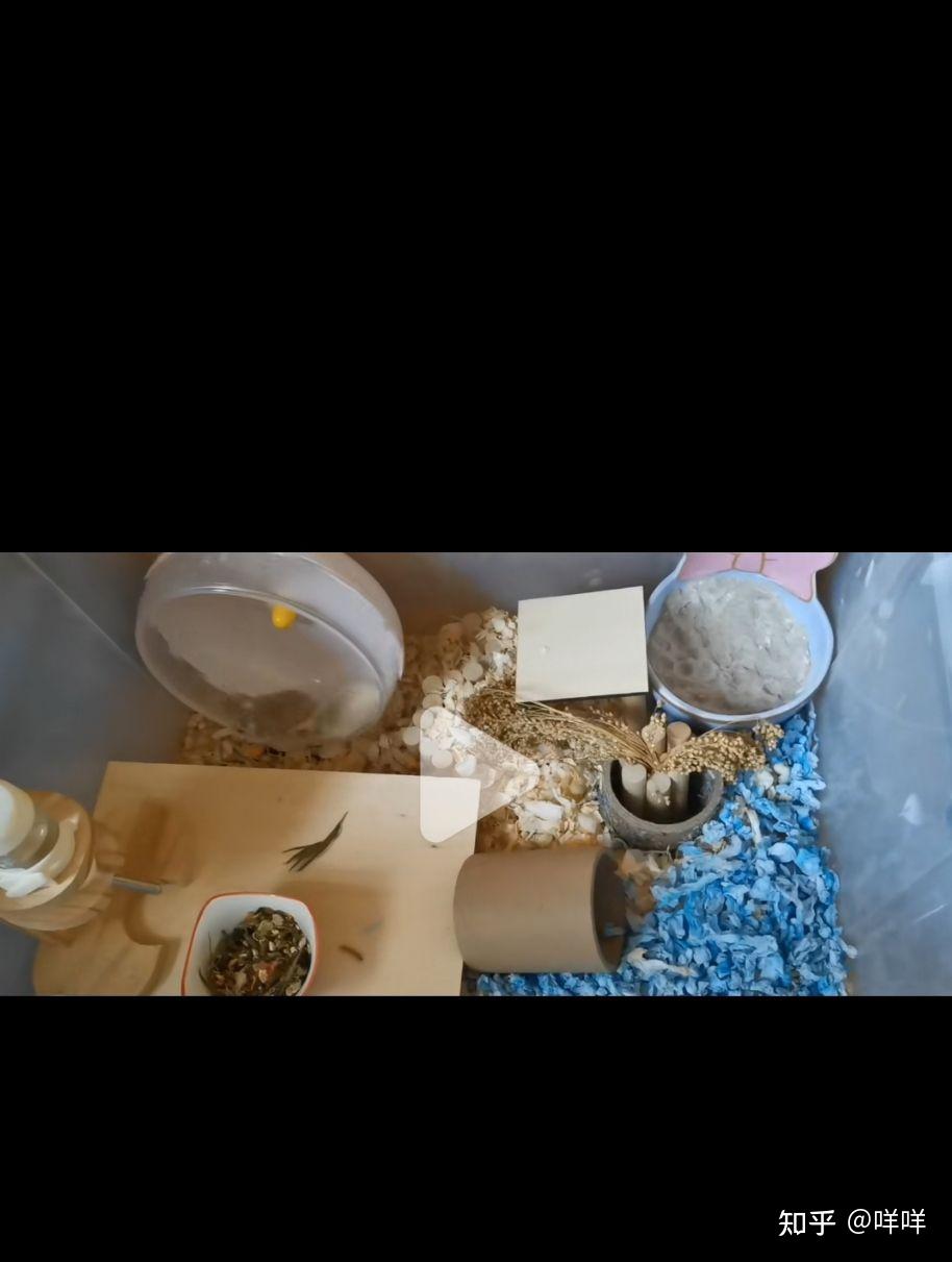 自制仓鼠纸棉保姆级教程