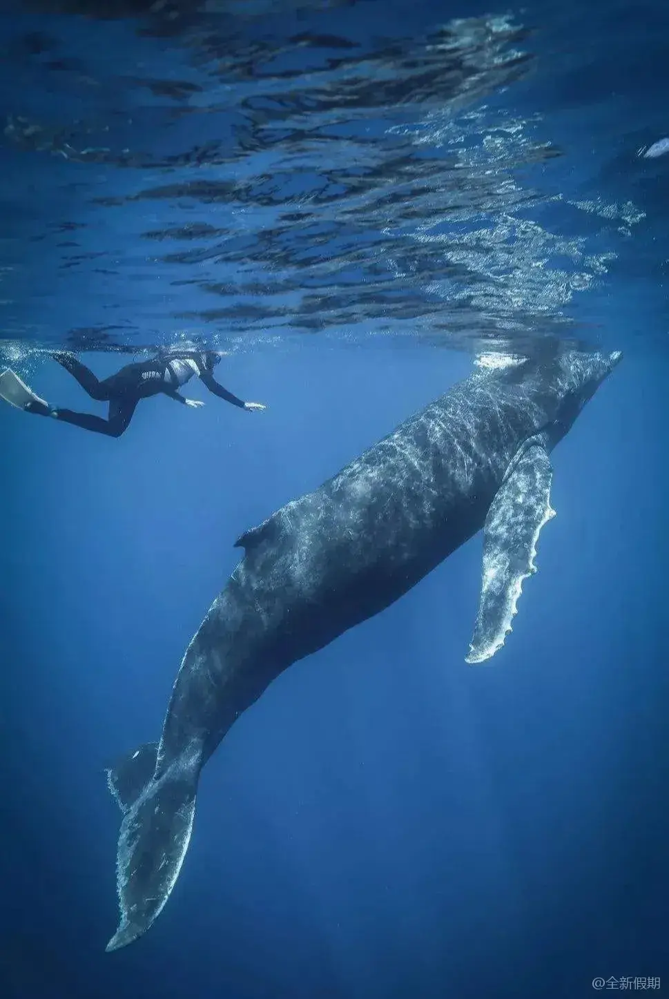 巨鲸落万物生最残忍的死亡最温柔的重生