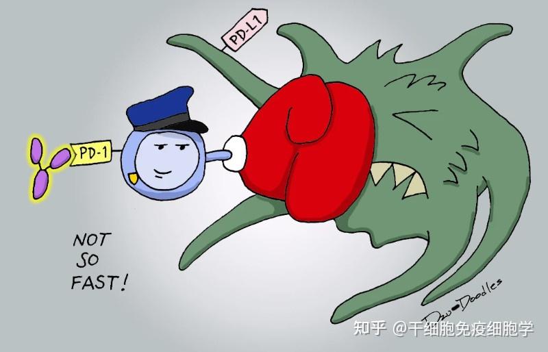 生动形象又可爱我们一起来认识这群萌萌哒免疫细胞