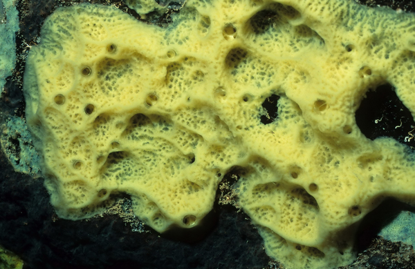 百科不大全·动物篇(1)·多孔动物门