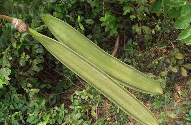 白千层,玉蝴蝶等,是紫葳科木蝴蝶属直立小乔木,高6-10米,树皮灰褐色