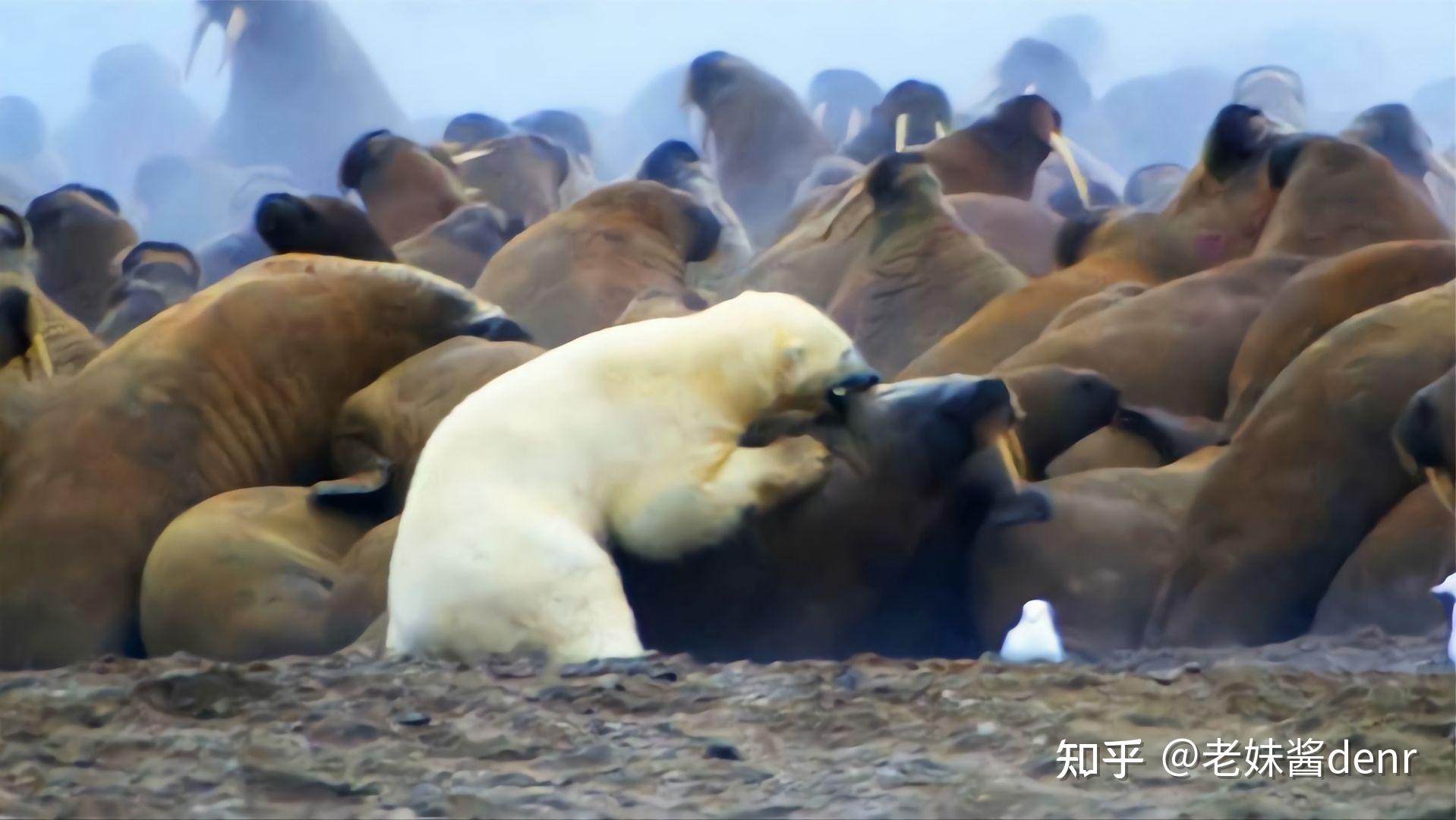 北极熊会吃企鹅,真的假的?假的