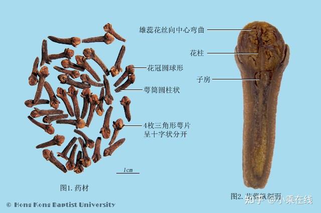 丁香(中药材资料、植物图像、化学结构、含丁香的中成药) - 知乎