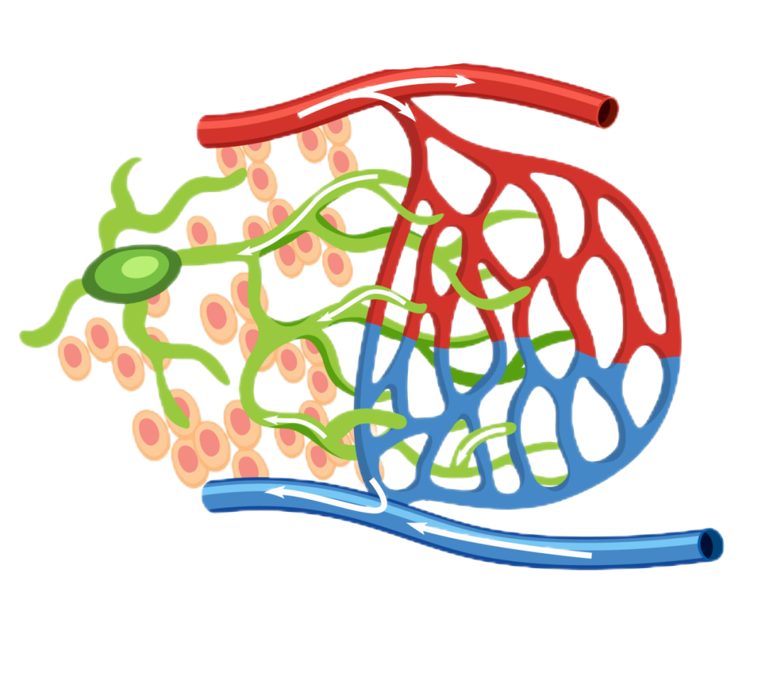 新“淋”友宝藏科普丨看了这个才知道，原来淋巴瘤那么好懂！ - 知乎