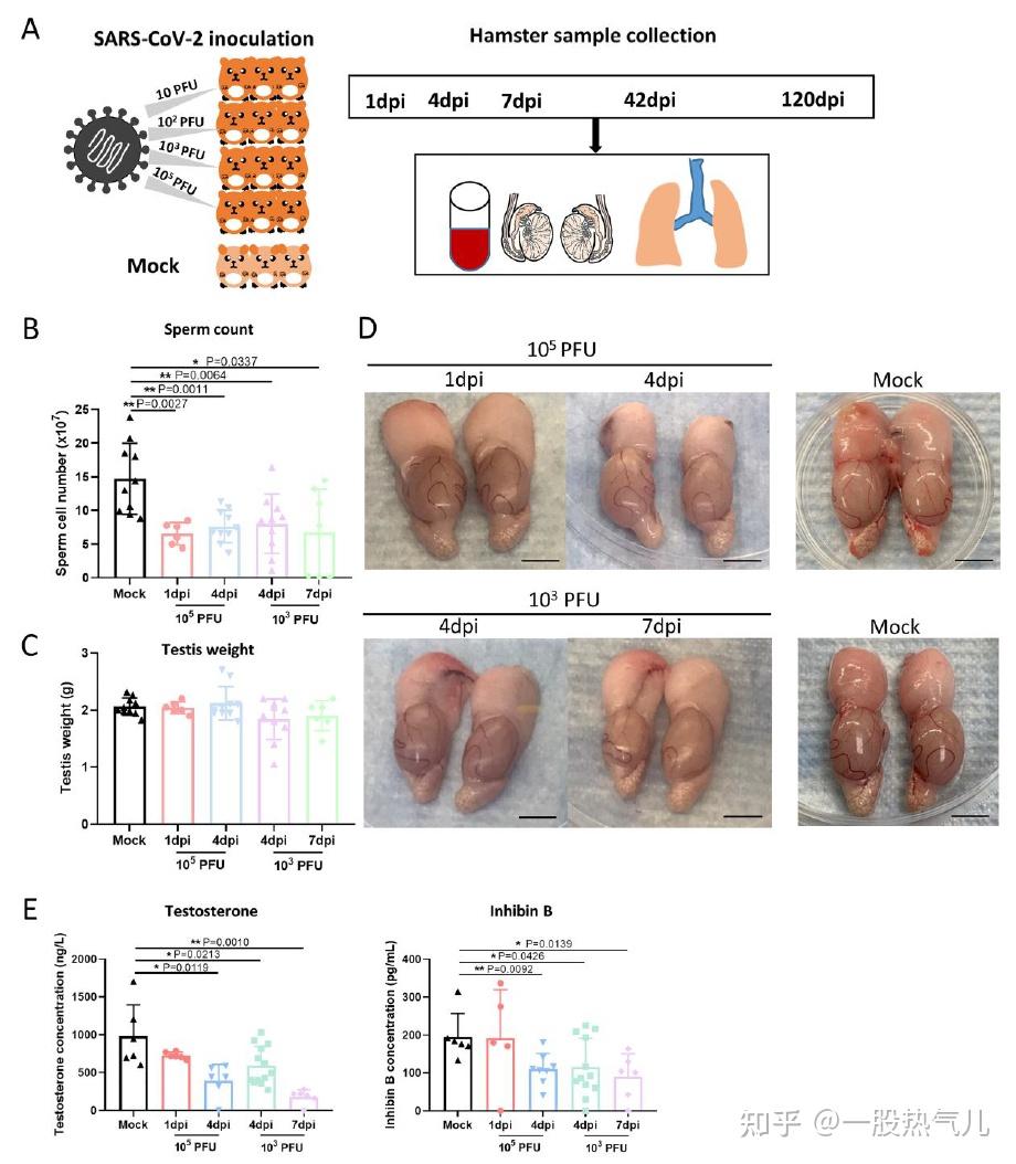 新冠病毒的受体ace2是一种在人体内广泛分布的受体蛋白,主要存在呼吸